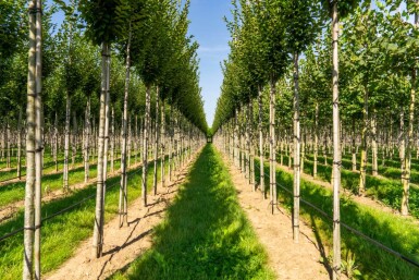 Carpinus betulus 'Fastigiata' haute-tige 10/12