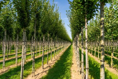 Carpinus betulus 'Fastigiata' haute-tige 10/12