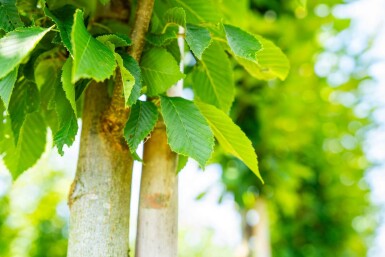 Carpinus betulus 'Fastigiata' haute-tige 10/12
