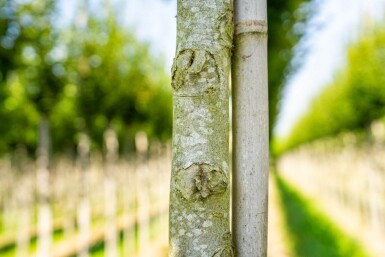 Carpinus betulus 'Fastigiata' haute-tige 10/12