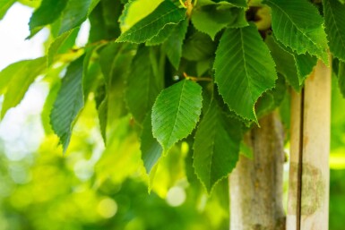 Carpinus betulus 'Fastigiata' haute-tige 10/12