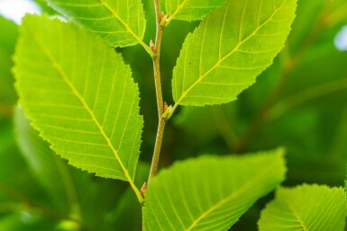 Carpinus betulus 'Fastigiata' haute-tige 10/12