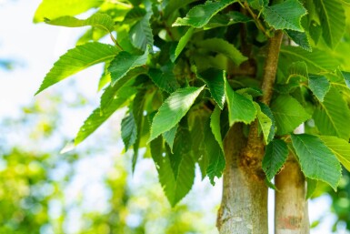 Carpinus betulus 'Fastigiata' haute-tige 10/12
