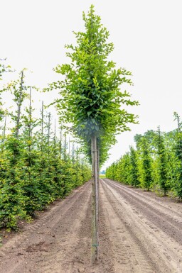 Carpinus betulus 'Fastigiata' haute-tige 10/12