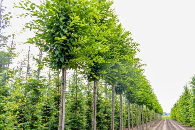 Carpinus betulus 'Fastigiata' haute-tige 10/12