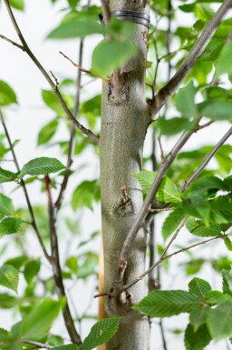 Carpinus betulus 'Fastigiata' haute-tige 10/12