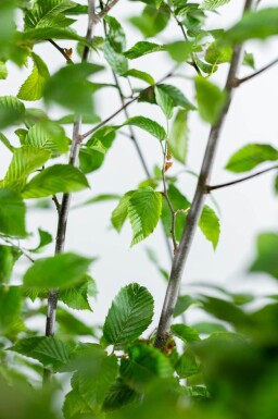 Carpinus betulus 'Fastigiata' haute-tige 10/12