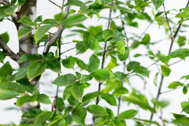 Carpinus betulus 'Fastigiata' haute-tige 10/12