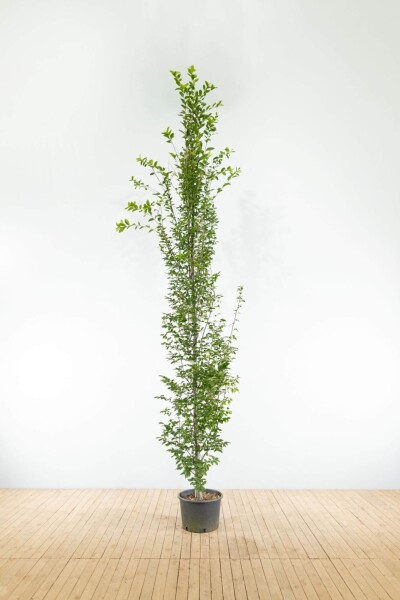 Carpinus betulus 'Fastigiata' baliveau 8/10