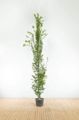 Carpinus betulus 'Fastigiata' baliveau