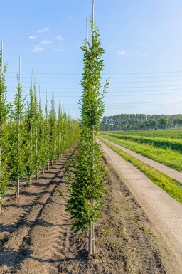 Carpinus betulus 'Fastigiata' baliveau