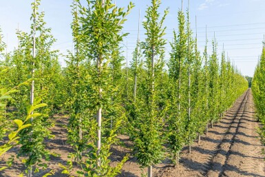 Carpinus betulus 'Fastigiata' baliveau 8/10