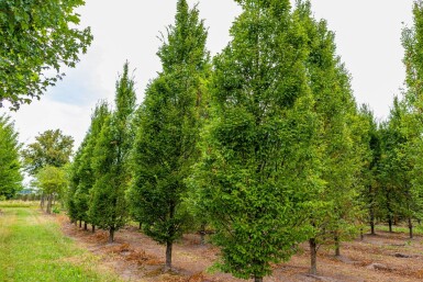 Carpinus betulus 'Fastigiata' baliveau 8/10