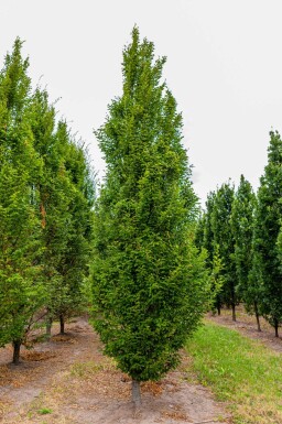 Carpinus betulus 'Fastigiata' baliveau 8/10