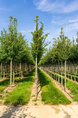 Carpinus betulus 'Frans Fontaine' haute-tige