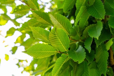Carpinus betulus 'Frans Fontaine' haute-tige