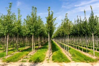 Carpinus betulus 'Frans Fontaine' haute-tige 12/14
