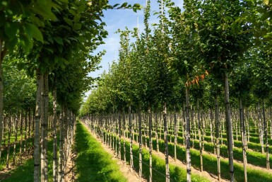 Carpinus betulus 'Frans Fontaine' haute-tige 12/14