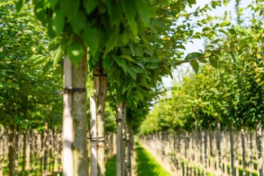 Carpinus betulus 'Frans Fontaine' haute-tige 12/14