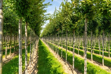 Carpinus betulus 'Frans Fontaine' haute-tige 12/14
