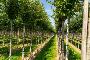 Carpinus betulus 'Frans Fontaine' haute-tige 12/14