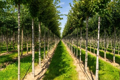 Carpinus betulus 'Frans Fontaine' haute-tige 12/14