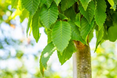 Carpinus betulus 'Frans Fontaine' haute-tige 12/14
