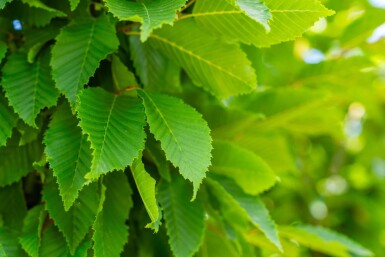 Carpinus betulus 'Frans Fontaine' haute-tige 12/14