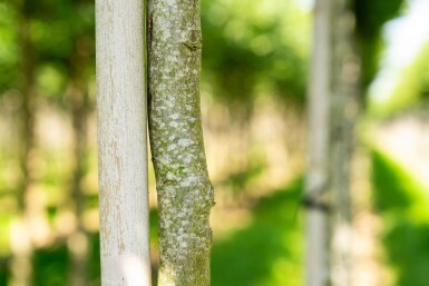 Carpinus betulus 'Frans Fontaine' haute-tige 12/14