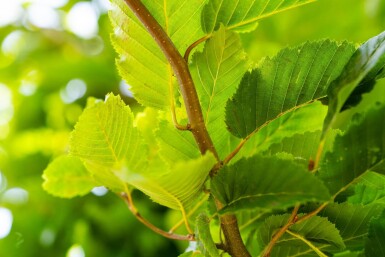 Carpinus betulus 'Frans Fontaine' haute-tige 12/14