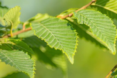 Carpinus betulus 'Frans Fontaine' haute-tige 12/14