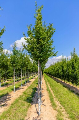Carpinus betulus 'Frans Fontaine' haute-tige 12/14