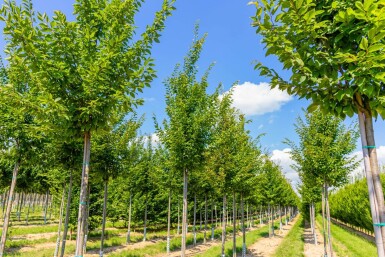 Carpinus betulus 'Frans Fontaine' haute-tige 12/14