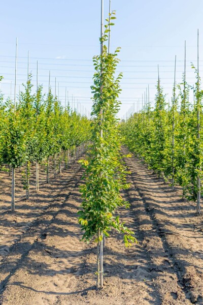 Carpinus betulus 'Frans Fontaine' baliveau 10/12
