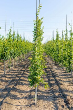 Carpinus betulus 'Frans Fontaine' baliveau 10/12