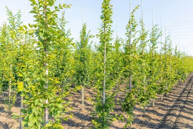 Carpinus betulus 'Frans Fontaine' baliveau 10/12