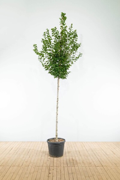 Carpinus betulus 'Lucas' haute-tige 14/16