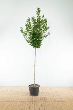 Carpinus betulus 'Lucas' haute-tige 14/16