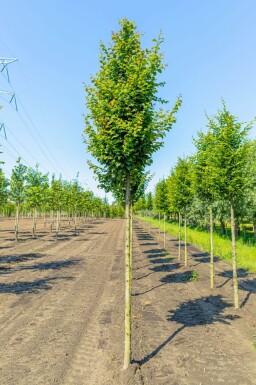 Carpinus betulus 'Lucas' haute-tige 14/16