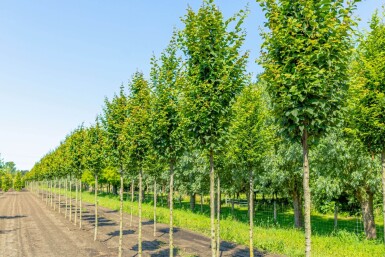 Carpinus betulus 'Lucas' haute-tige 14/16