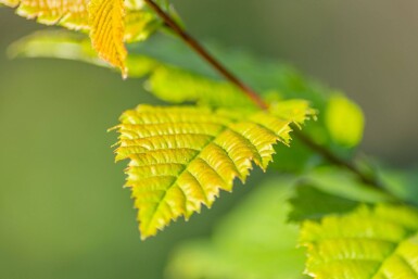 Carpinus betulus 'Lucas' haute-tige 14/16