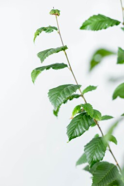 Carpinus betulus 'Lucas' haute-tige 14/16
