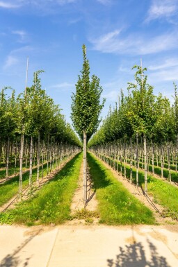Carpinus betulus 'Lucas' haute-tige 14/16