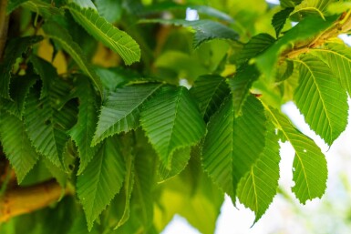Carpinus betulus 'Lucas' haute-tige 14/16