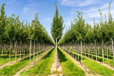 Carpinus betulus 'Lucas' haute-tige 14/16