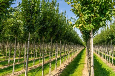Carpinus betulus 'Lucas' haute-tige 14/16