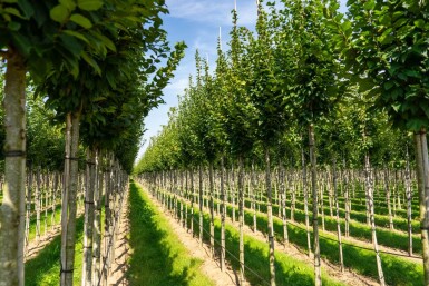 Carpinus betulus 'Lucas' haute-tige 14/16