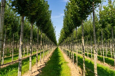 Carpinus betulus 'Lucas' haute-tige 14/16