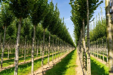 Carpinus betulus 'Lucas' haute-tige 14/16