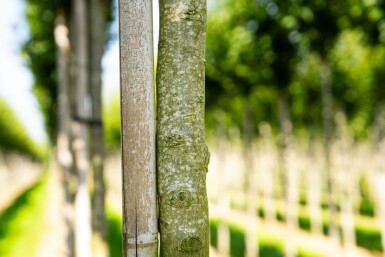 Carpinus betulus 'Lucas' haute-tige 14/16